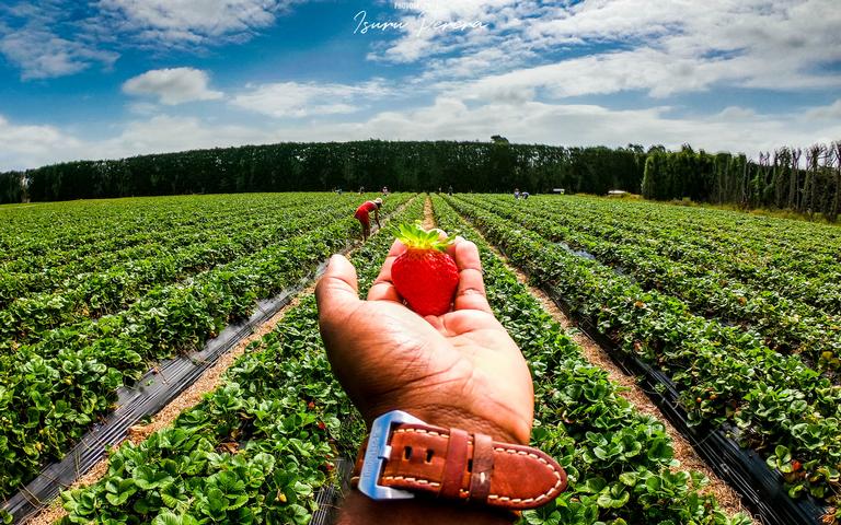 Isuru Perera; It's all about Strawberries; Taken at Kumeu