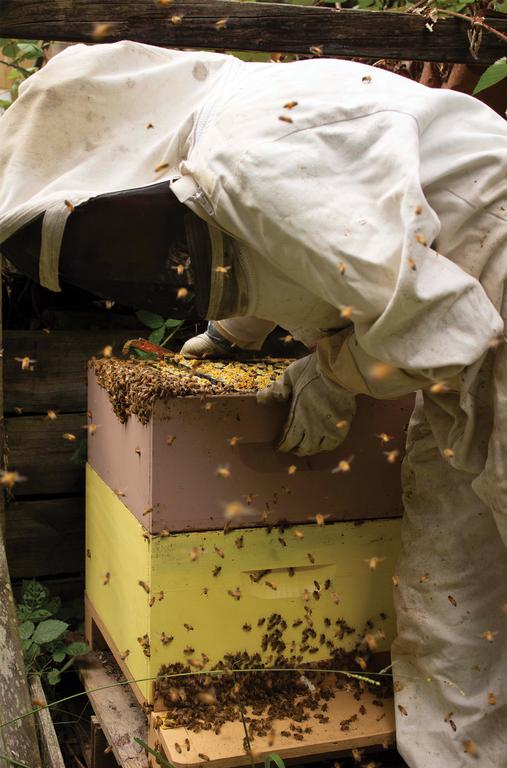 Olivia Fromont; The Apiarist; This is image was taken as a part of my study of beekeepers, I was interested in this as it is such a vital part of our eco system and environment.