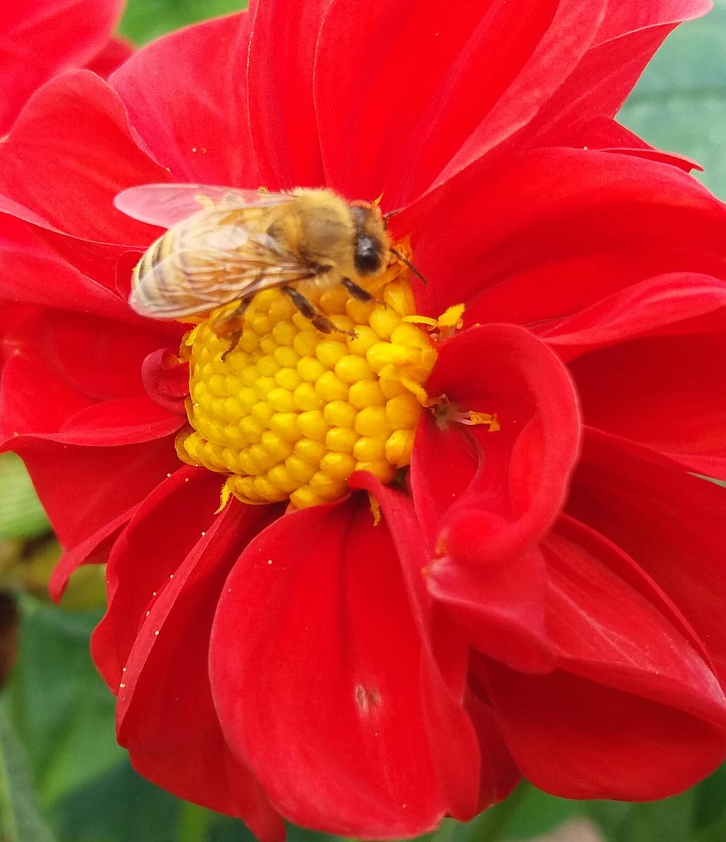 Aileen Robertson; Busy Bee