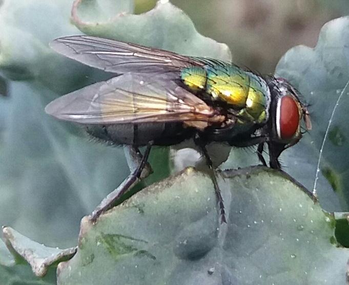 Aileen Robertson; Garden Visitor