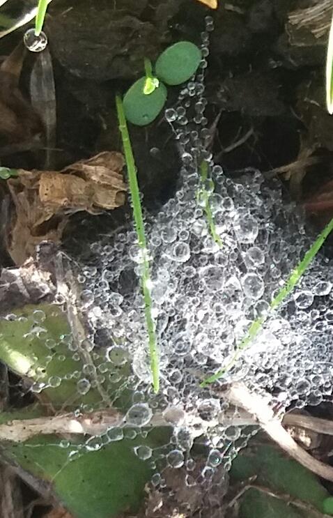 Aileen Robertson; Cobweb jewels