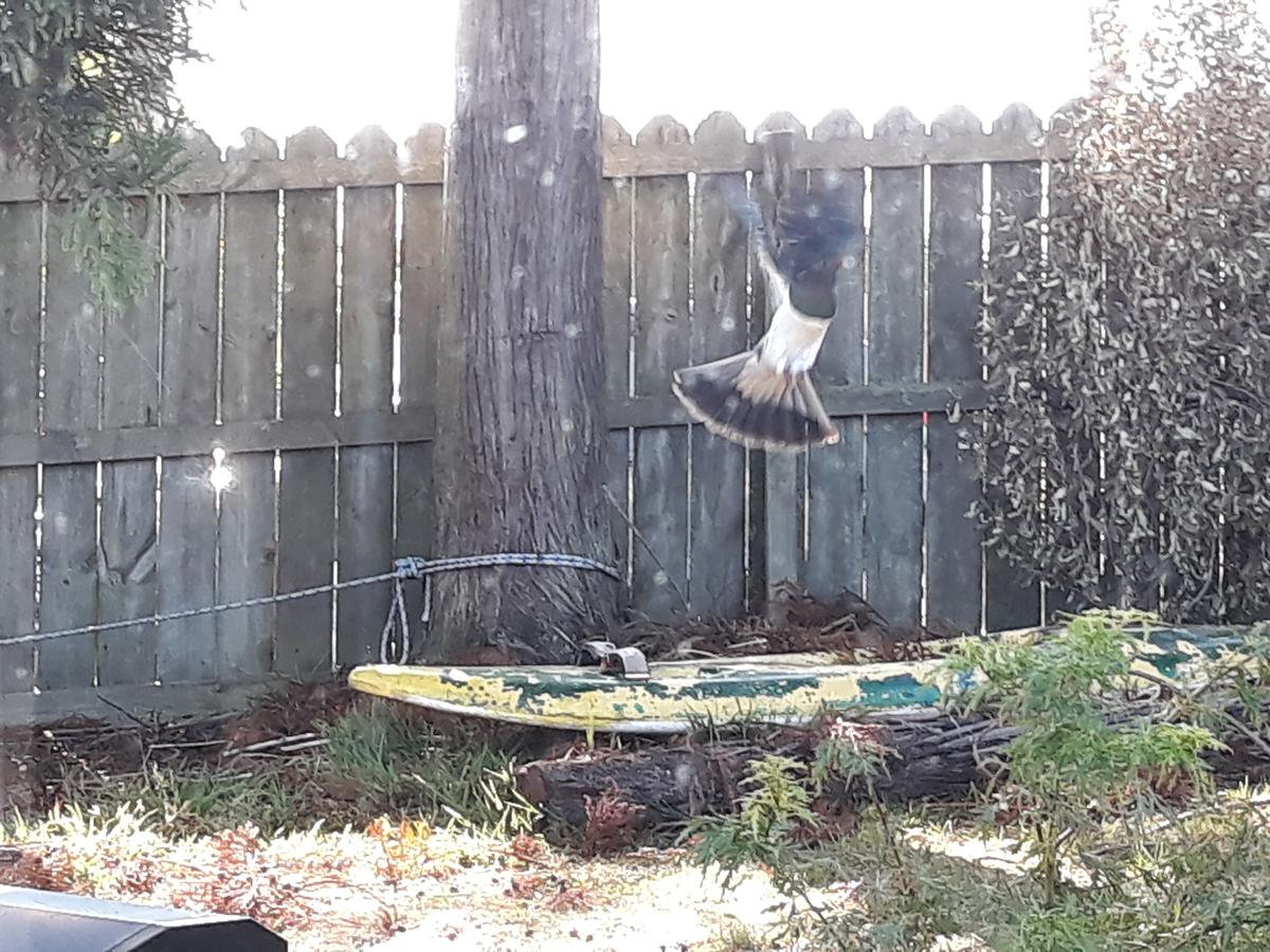 Angela Whyte; From water to seeds; My garden providing everything this Kereru needs