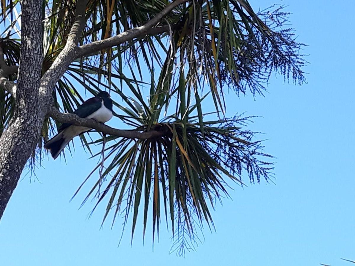 Angela Whyte; Kereru surprise; From my tiny suburban garden a Kereru entertains us.