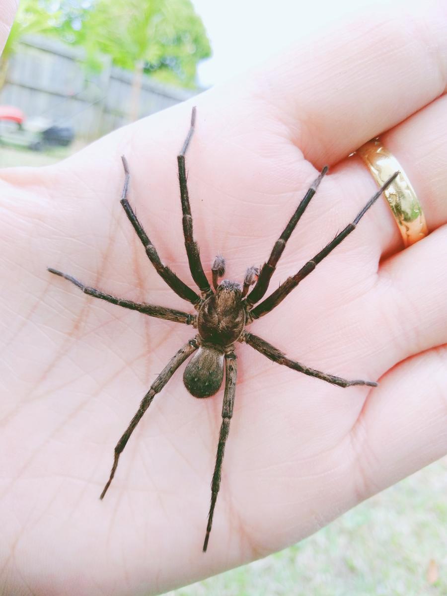 Bayjour Wilson; Isolation spider;Finding nature