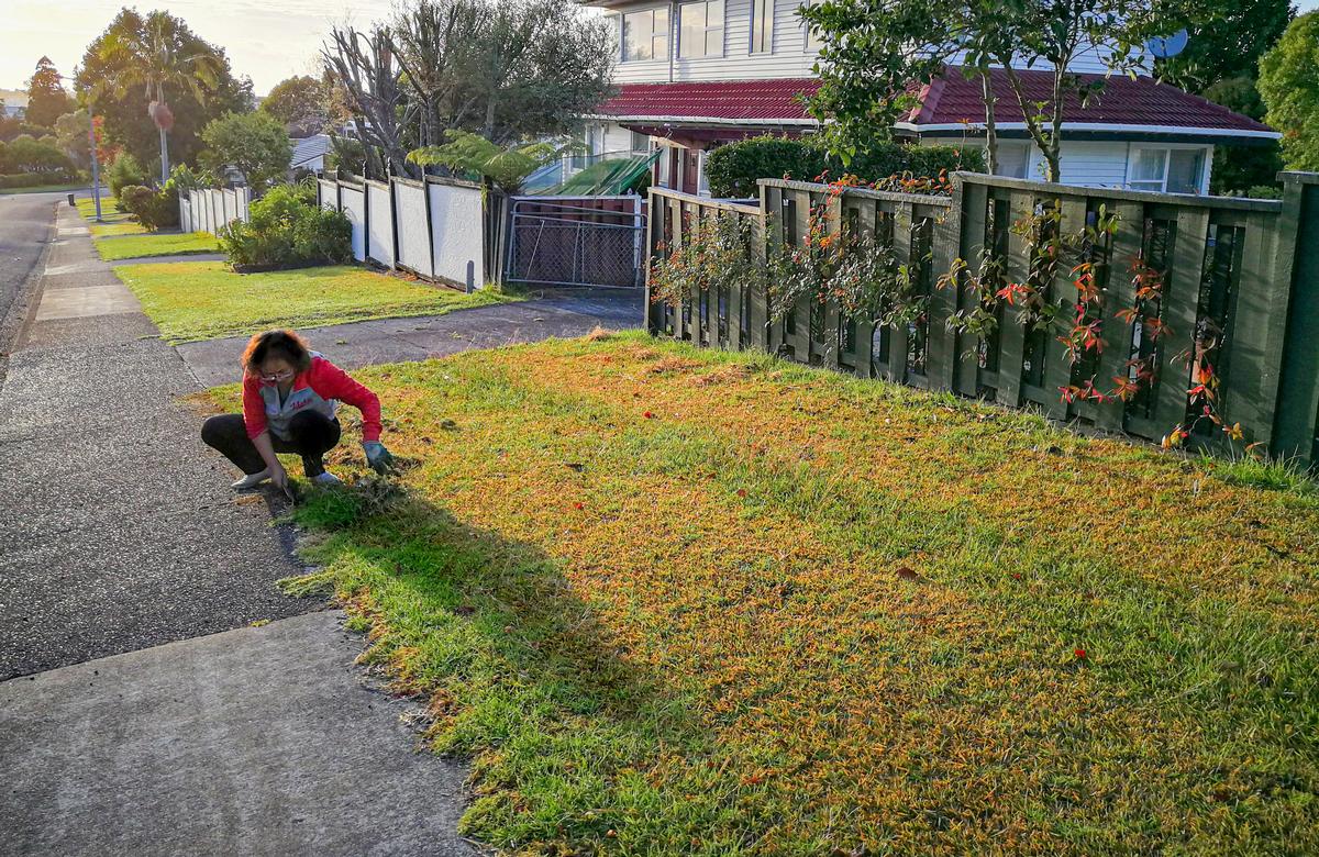 Bin Bai; Gardening