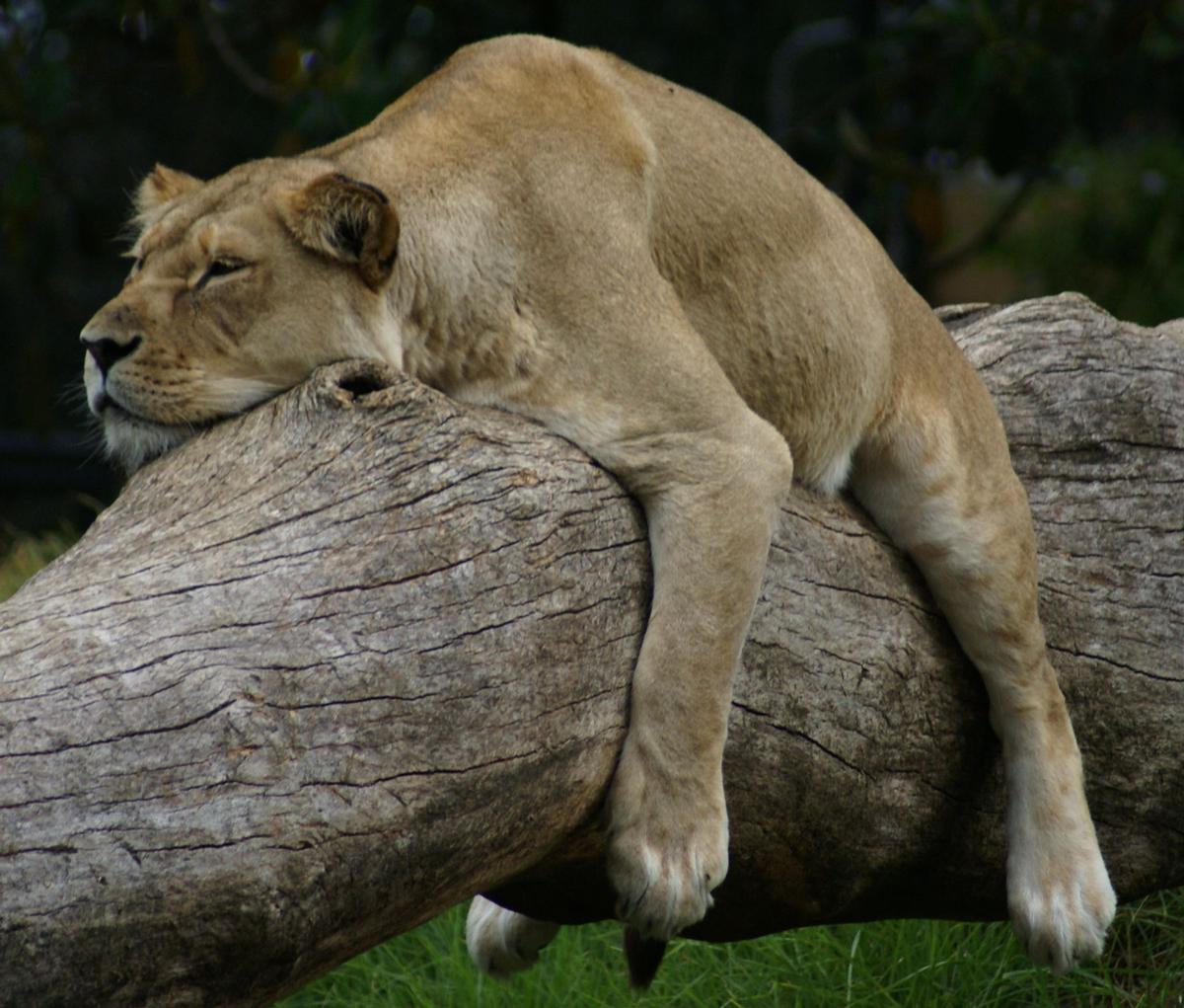 Diane Gilroy;Totally Relaxed ;Taken at Auckland Zoo March 2007