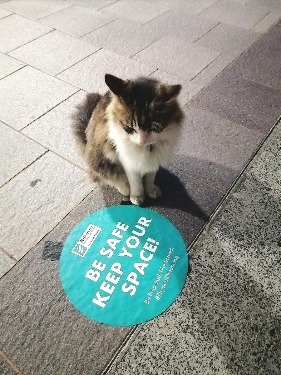 Frenie Perlas; Purrrfect Spot; An abiding visitor waiting at Waitake Hospital's Main Entrance observing social distancing