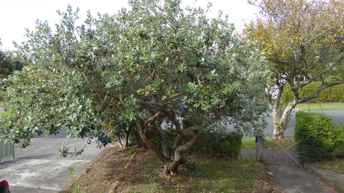 +Helen Wong;50 Year + Feijoa Tree ;  not much fruit 2020