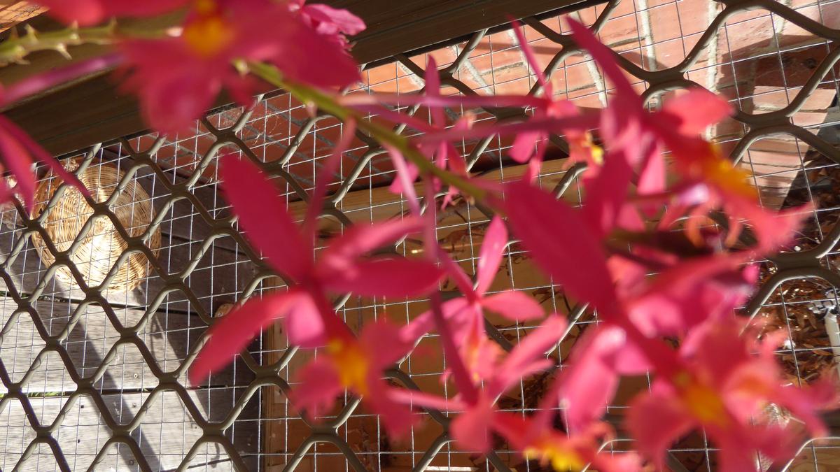 +Helen Wong; Orchid; still pretty