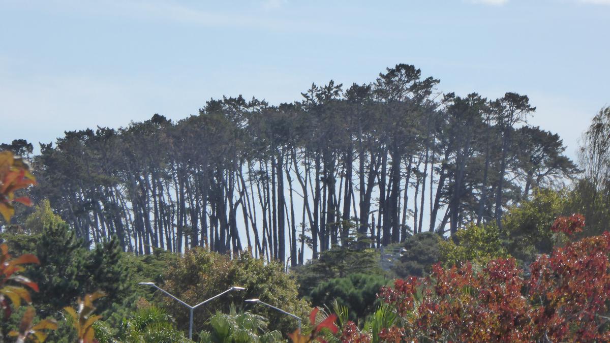 +Helen Wong; Western Springs Trees ; from my back yard   safe and well