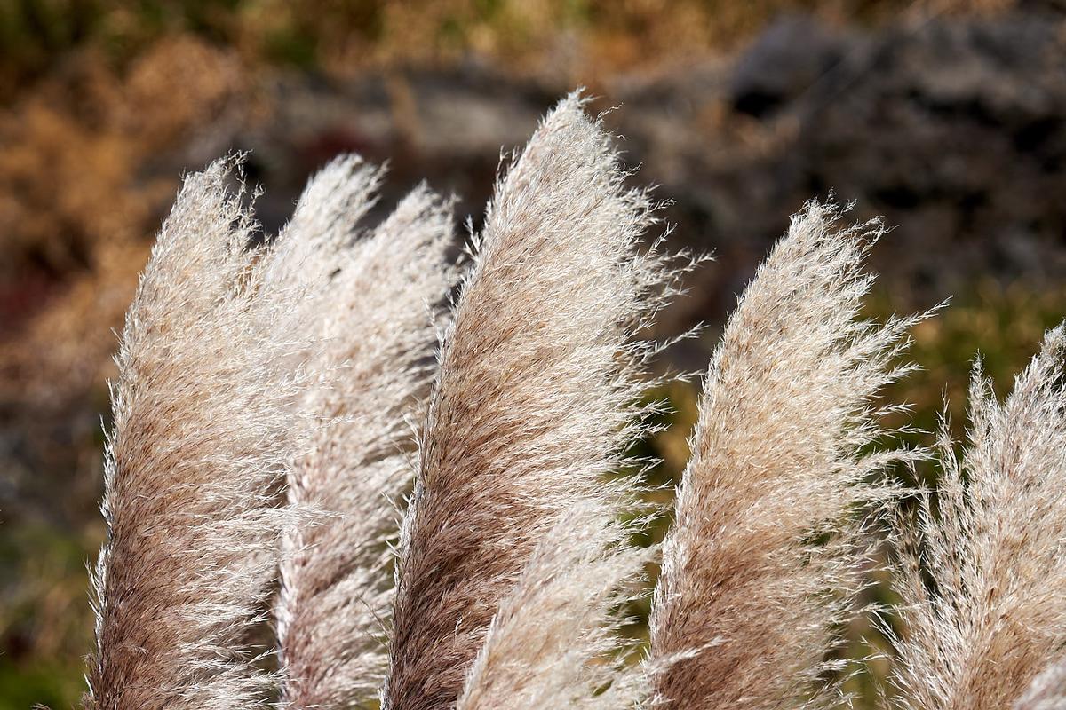 Jason Tan;Blowing in the Wind;Phragmites undisturbed by humans