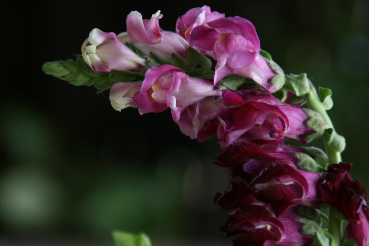 Kareena Versleijen; Drooping flower; Found this beautiful flower amongst the wild outdoors.