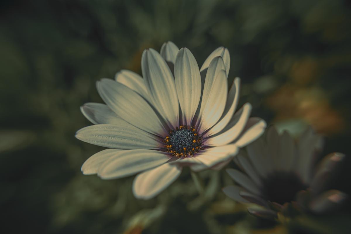 Paul Belli; My Daisy; These beautiful little daisies are within our walking/exercise bubble. There's way more to photograph than you think, right on your doorstep!