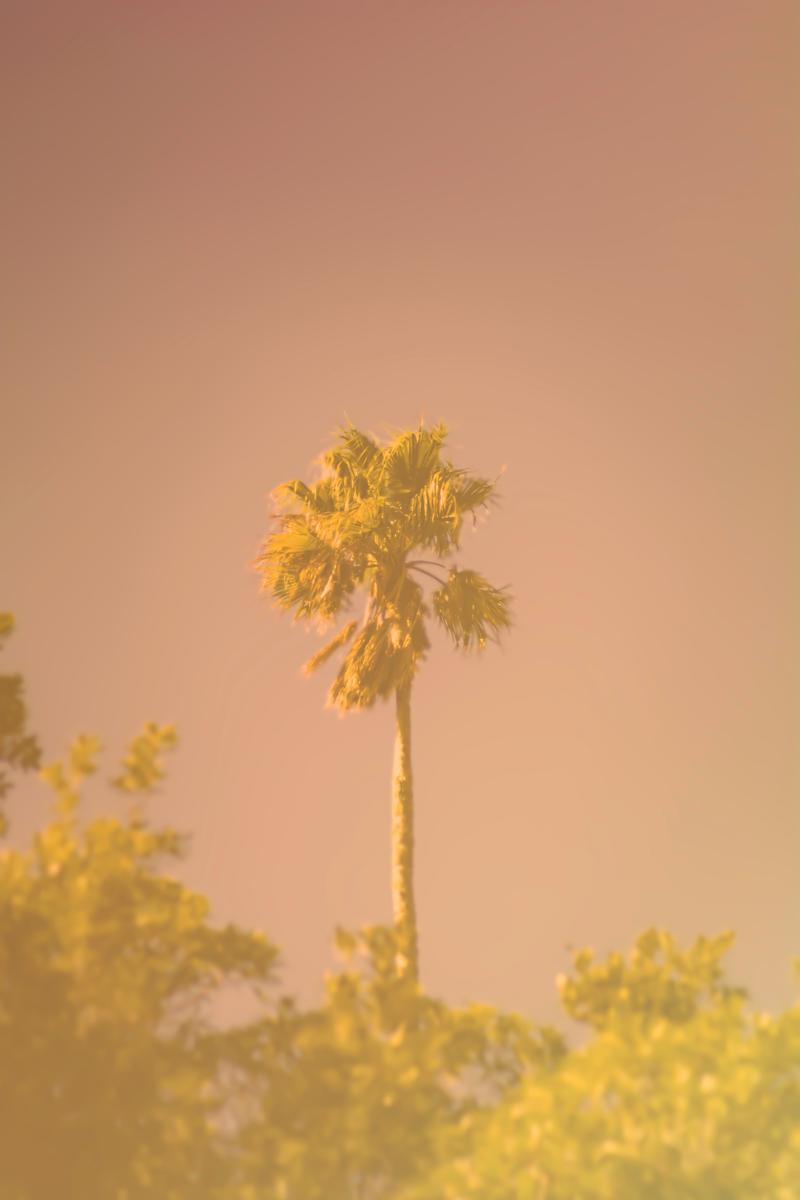 Paul Belli; Rise above it ; This palm was towering beyond its surroundings & giving a subliminal message of staying strong & tall no matter what adversity you face.
