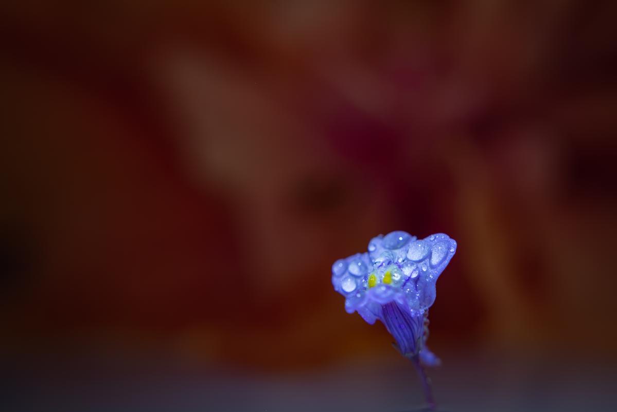 Paul Belli; Tiny Purple Iris; Photographer in the house in a bowl of water with another garden flower used for background texture & colour.