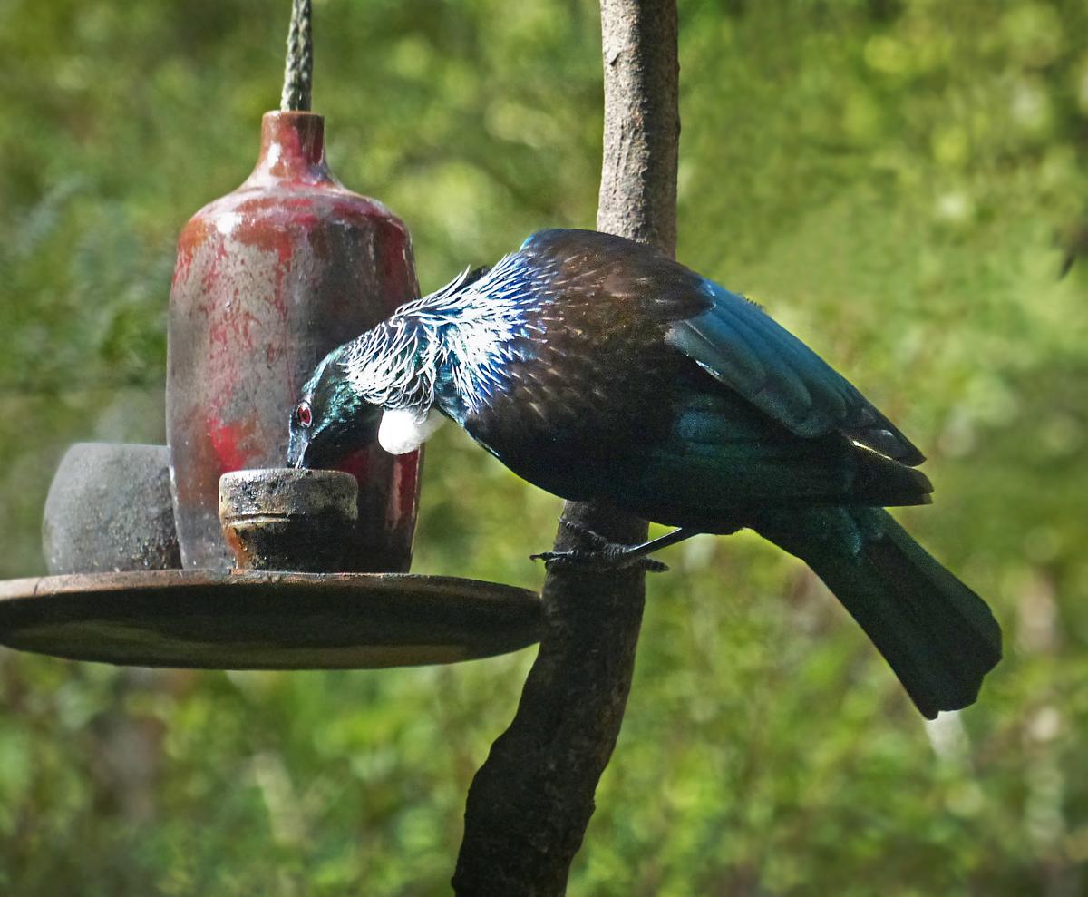 Peter Sheppard; Lockdown visitors in North shore bush