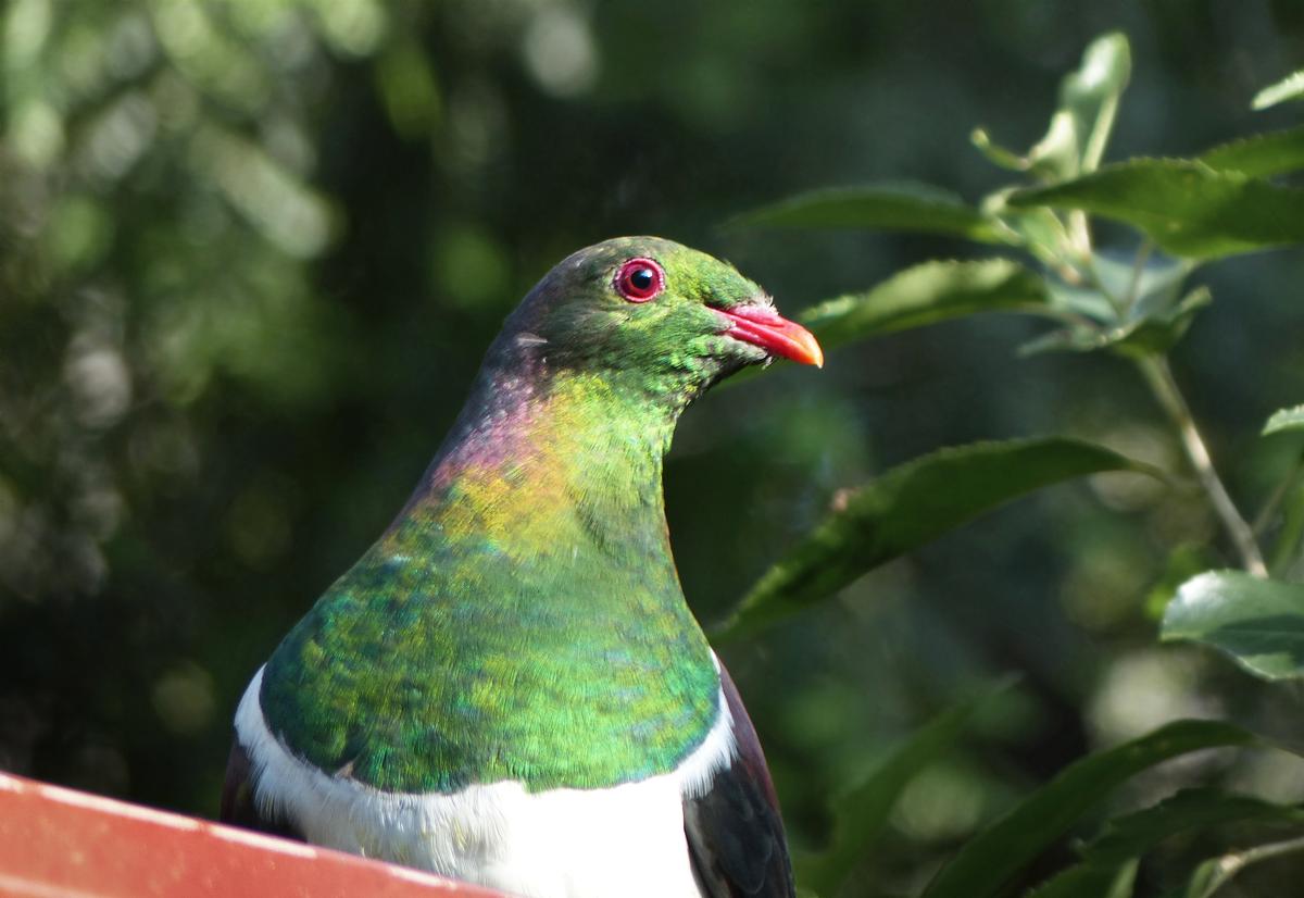 Peter Sheppard; Bird