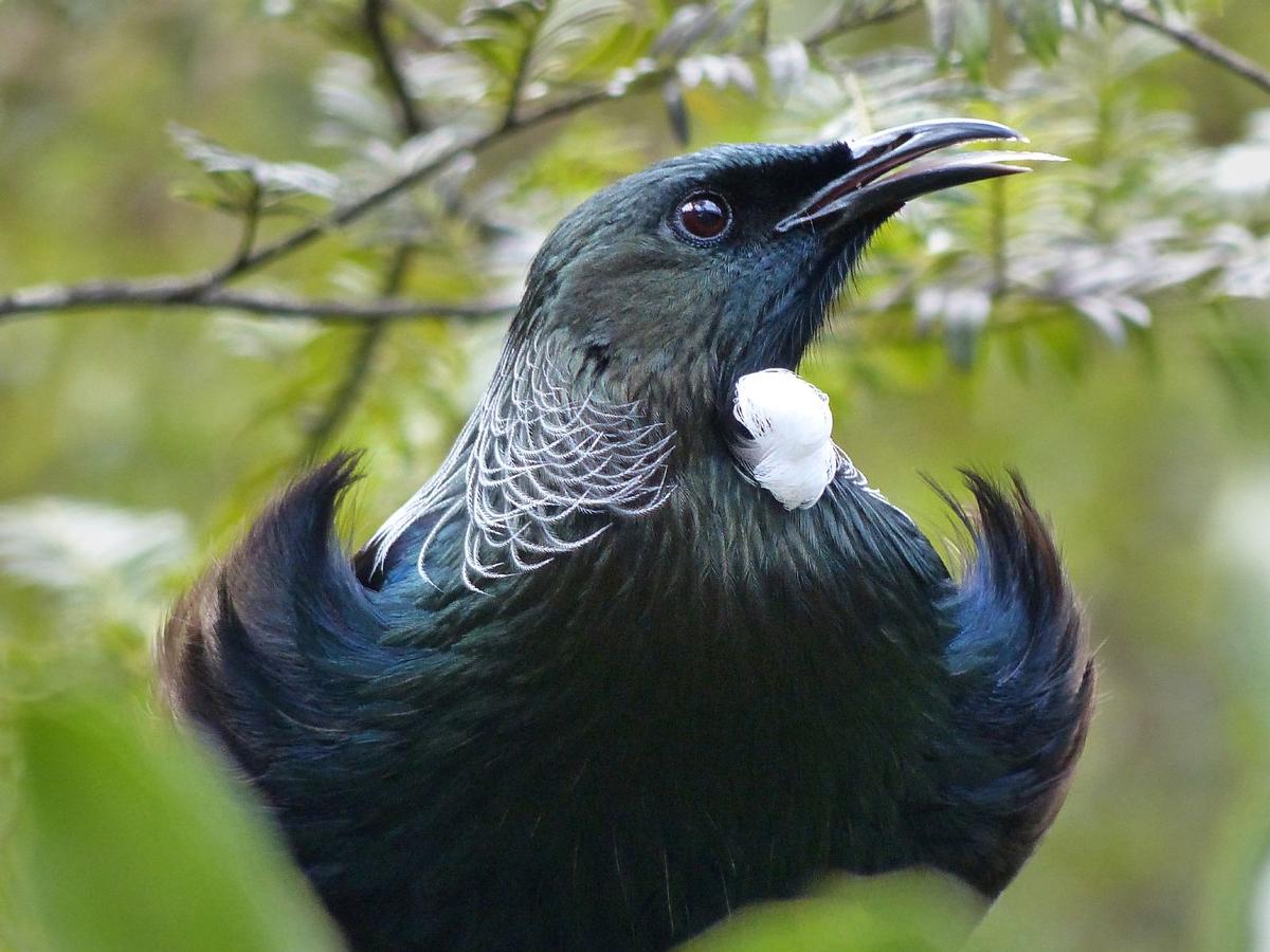 Peter Sheppard; Tui