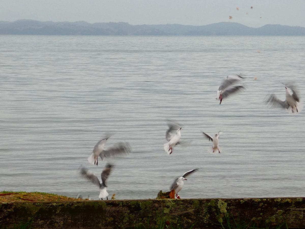 R A Mooney; 'Seagull Symphony'; Day 26   Dancing with the birds.