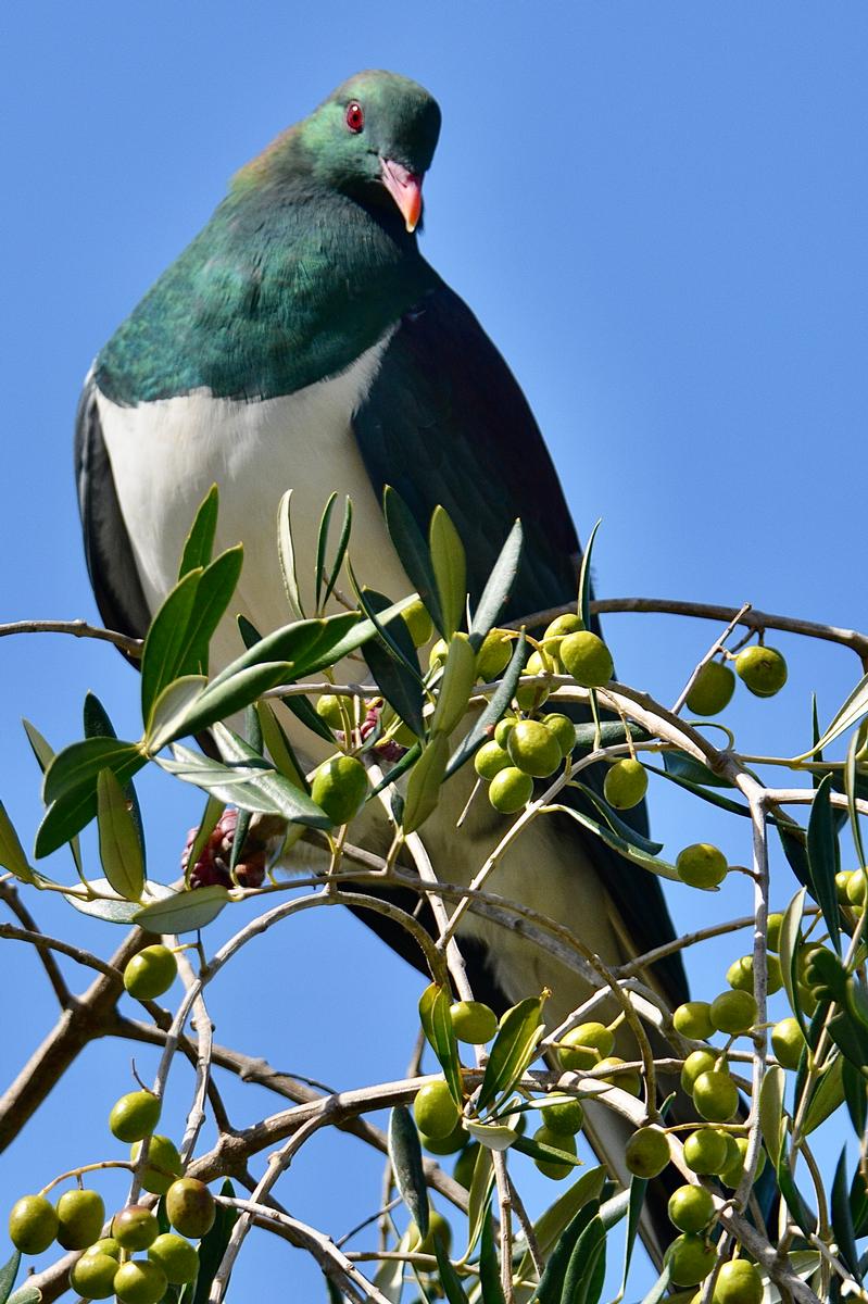 Stephen Gould;Glen Eden Back Yard  27/03/20 3.42 pm;Look who popped in for a visit