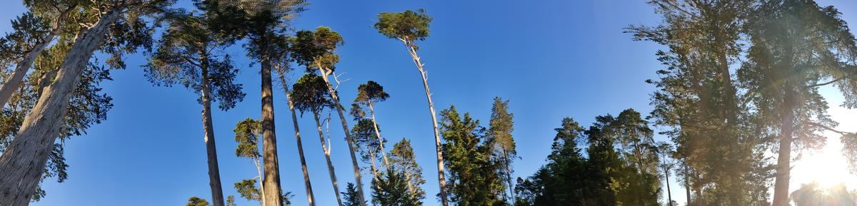 Michelle Mascoll; Tree's;Auckland