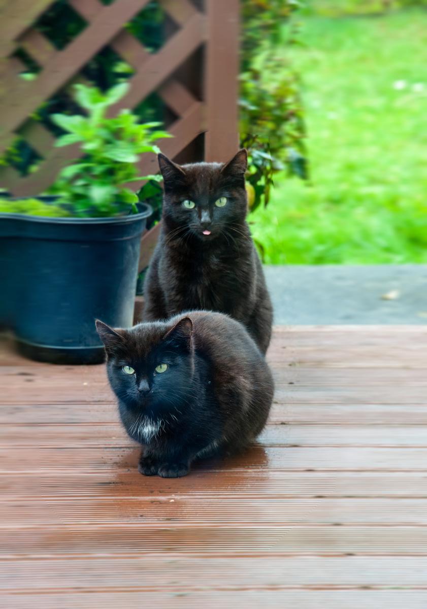 Hyun Duck Park; Alley Cat family; They were friendly with us after feeding when wet.