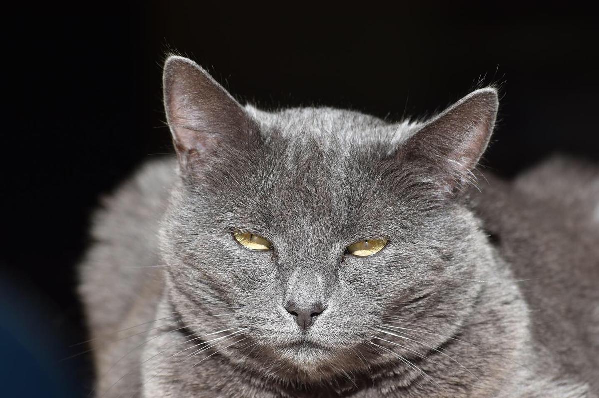 Jo Momoivalu; Sun bathing ; My cat loves the morning sun