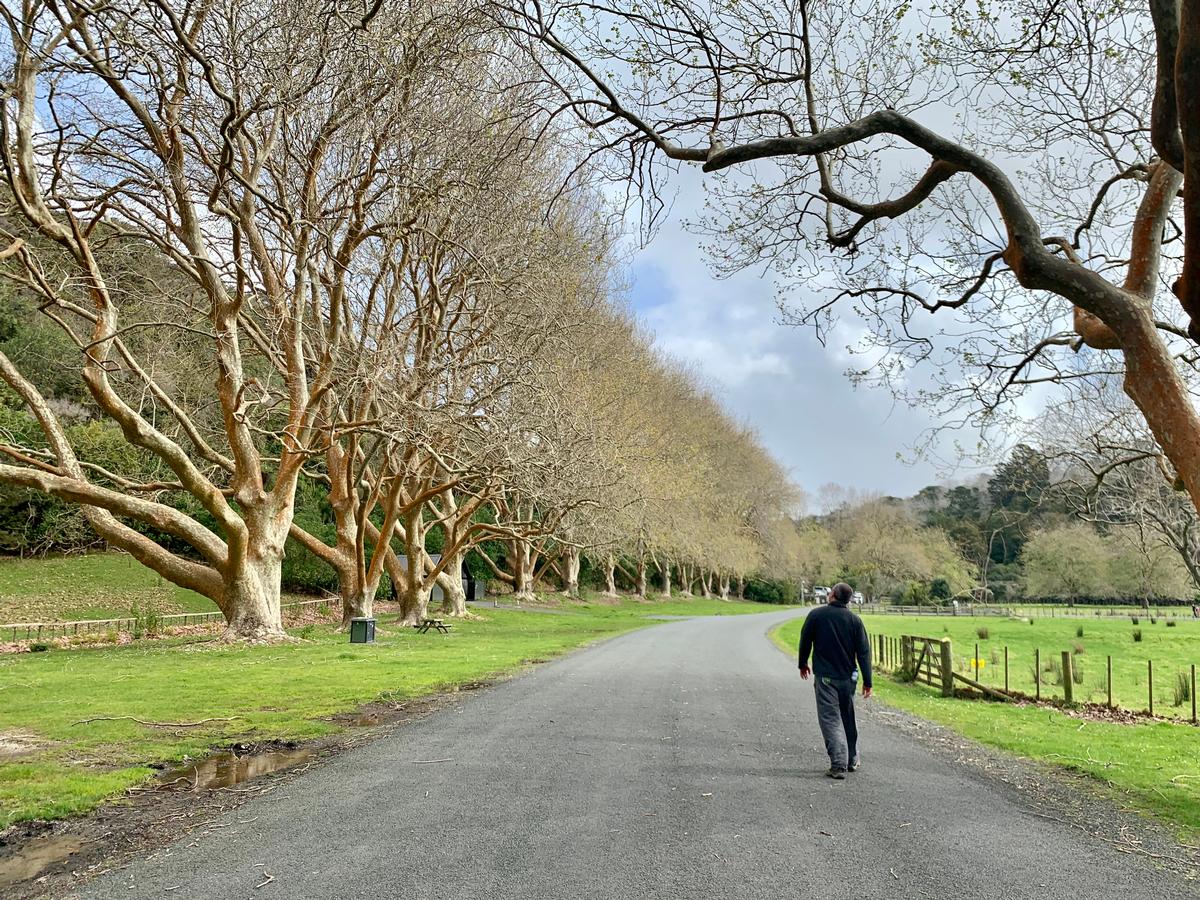 Marcelo Nalu; Lone walks ; Wenderholm Park