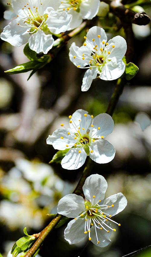 Natalie Dunn; Garden tree in blossom