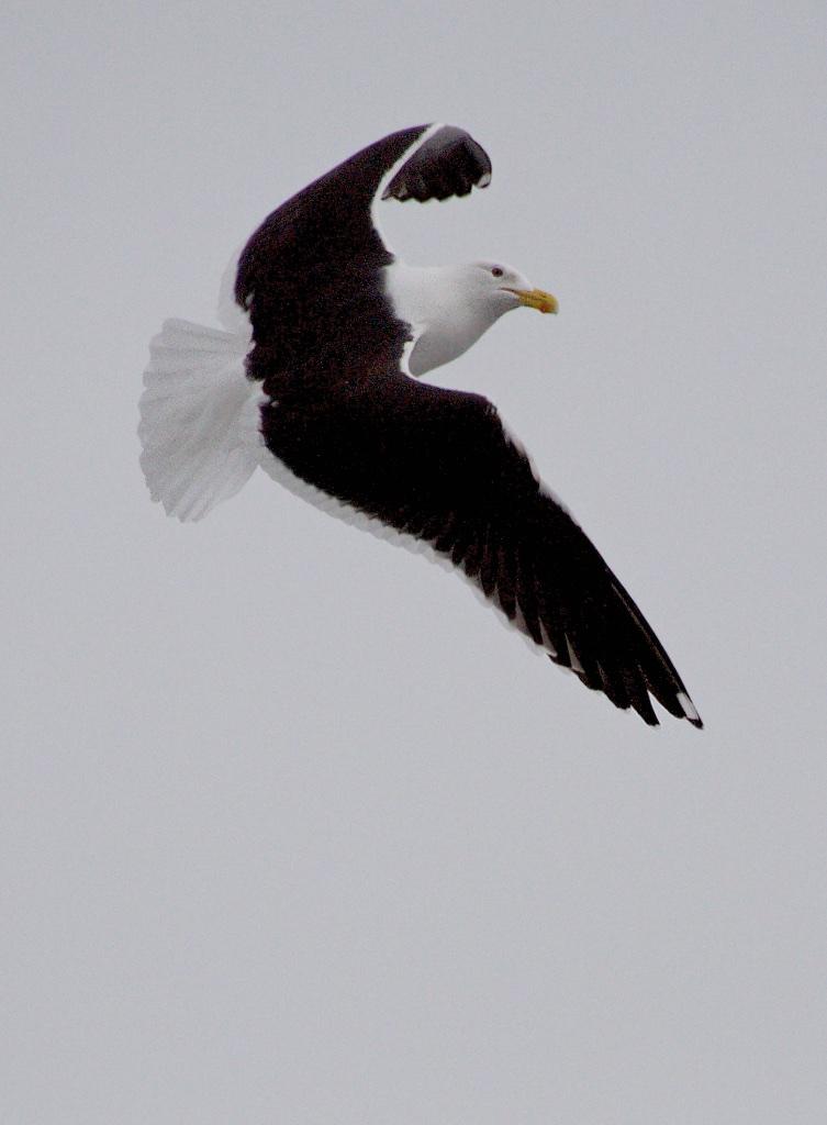 Paul Craze; Kelp Gull   Karoro (Larus dominicanus);Being in Auckland means you are never far from the sea and these magificent birds.  No lockdown for thses guys, but at least they pop by now and then and display their absolute mastery of the air!