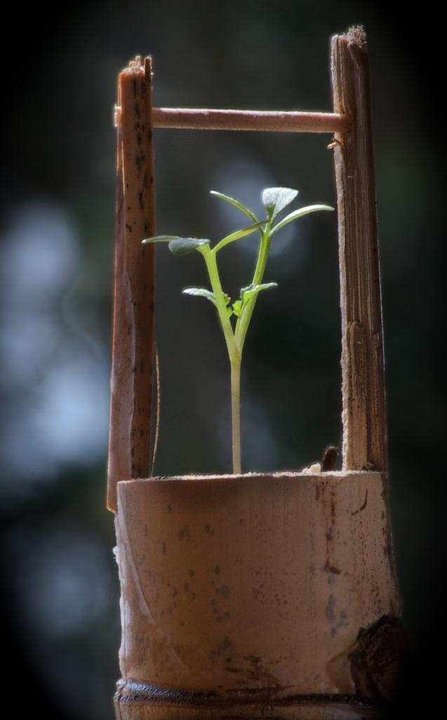 Paul Craze; Miniature Garden