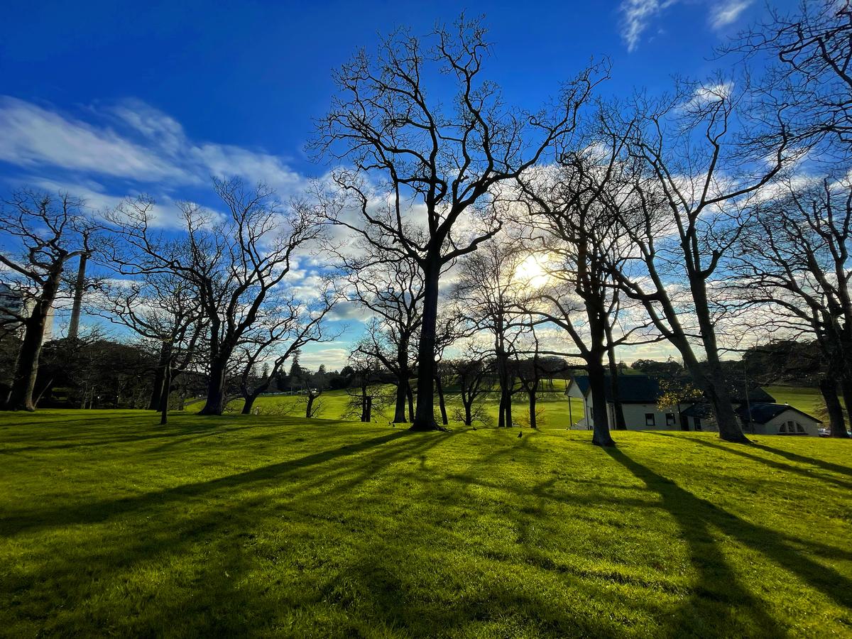 Pete Galula;A Light That Never Goes Out;Auckland Domain . Despite these crazy times , the sun still shines to bring a new day , new opportunities to be grateful to be alive