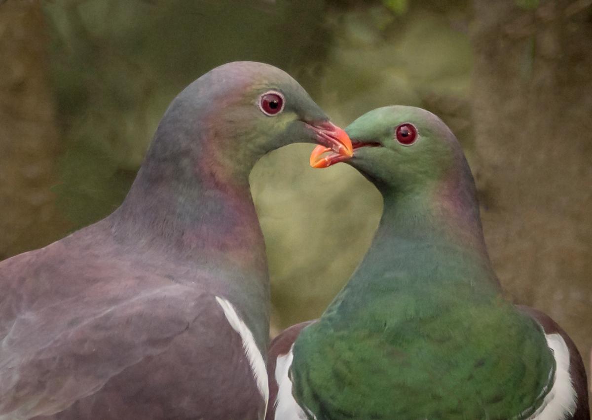 Theresa Simson; Together; I can’t believe how many of these Keraru I have been seeing through this Lockdown. I watched these two unite together as one and couldn’t help but think of my family. I have missed my son, daughter inlaw, daughter and grandchildren so much and can’t wait to see them and show the same reaction I saw in these two birds when they united together. I want to send them the same love now if I could.