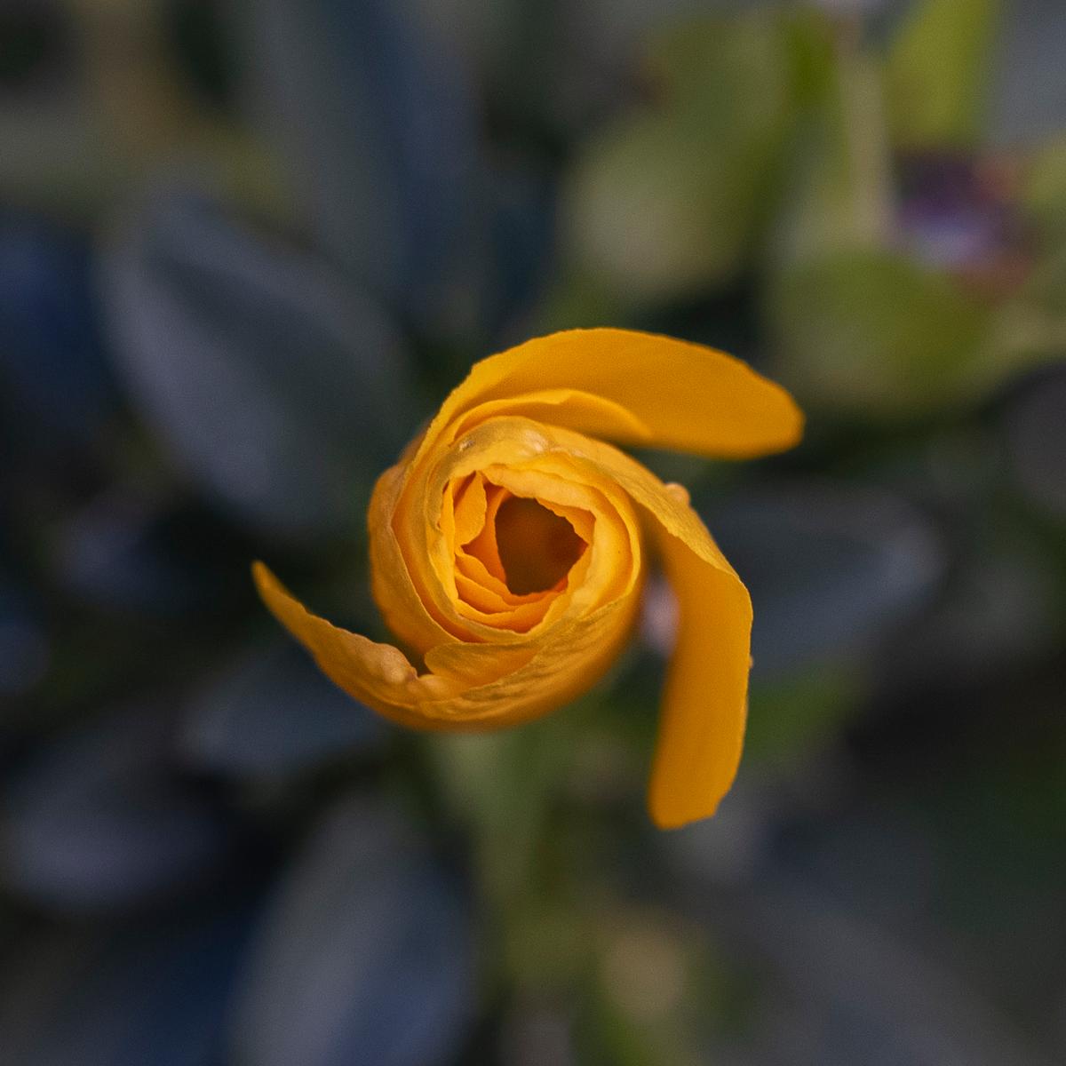 xiao bin wang; Lovely flower; Taken at back yard