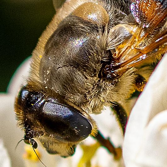 xiao bin wang; Happy bee; Taken at back yard