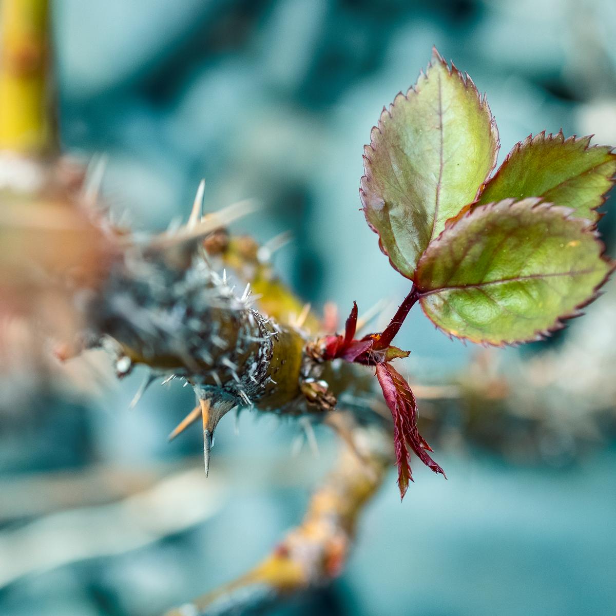 xiao bin wang; Spring is coming; Taken at my garden