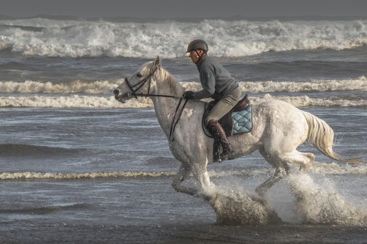 Alan Golder;Seahorse