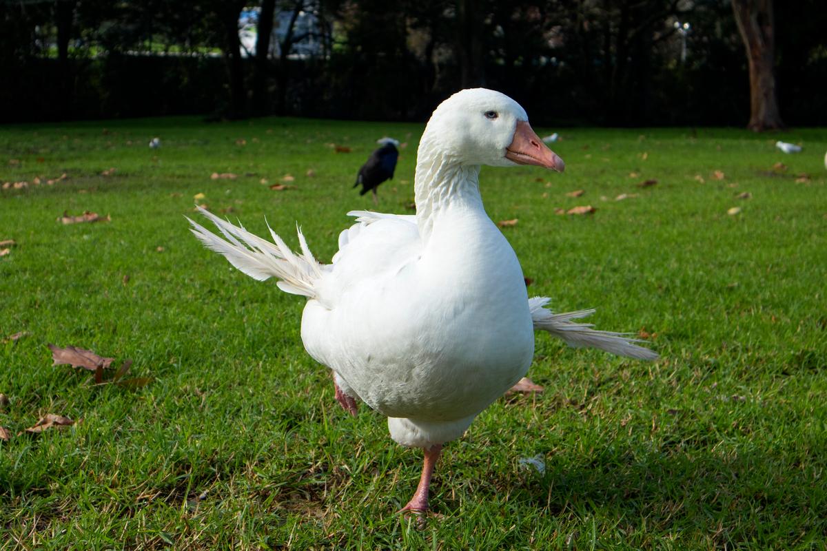 Bianka Atlas;Please do not feed me (goose with angel wing, caused by overfeeding of bread)