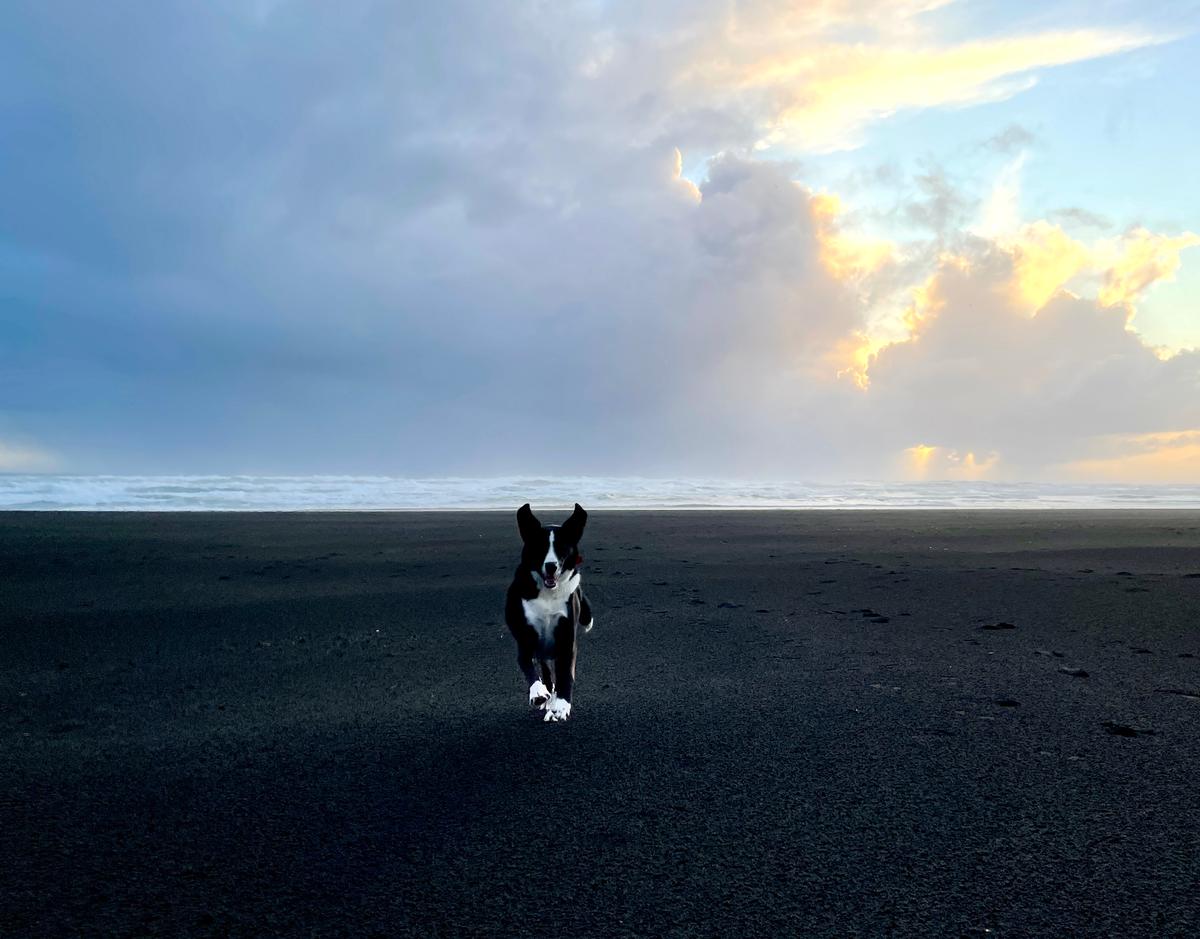 Cindy Baxter;Camoflague collie, Piha beach