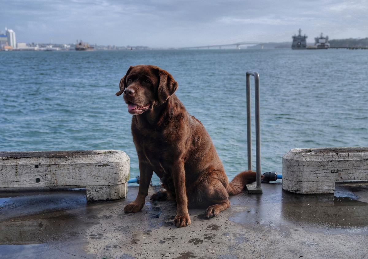 Craig Rogers;Auckland Harbour