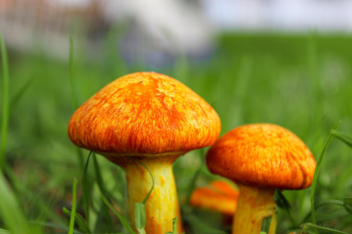 Dulanya Hansali Jayasekera;Sunset mushroom