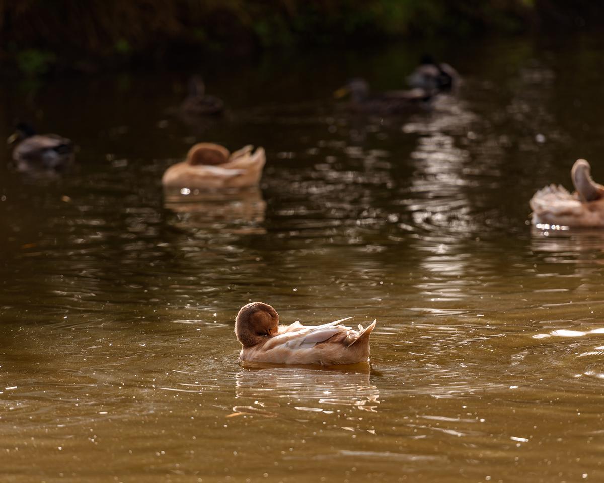 Ella Carol;Sleeping duck