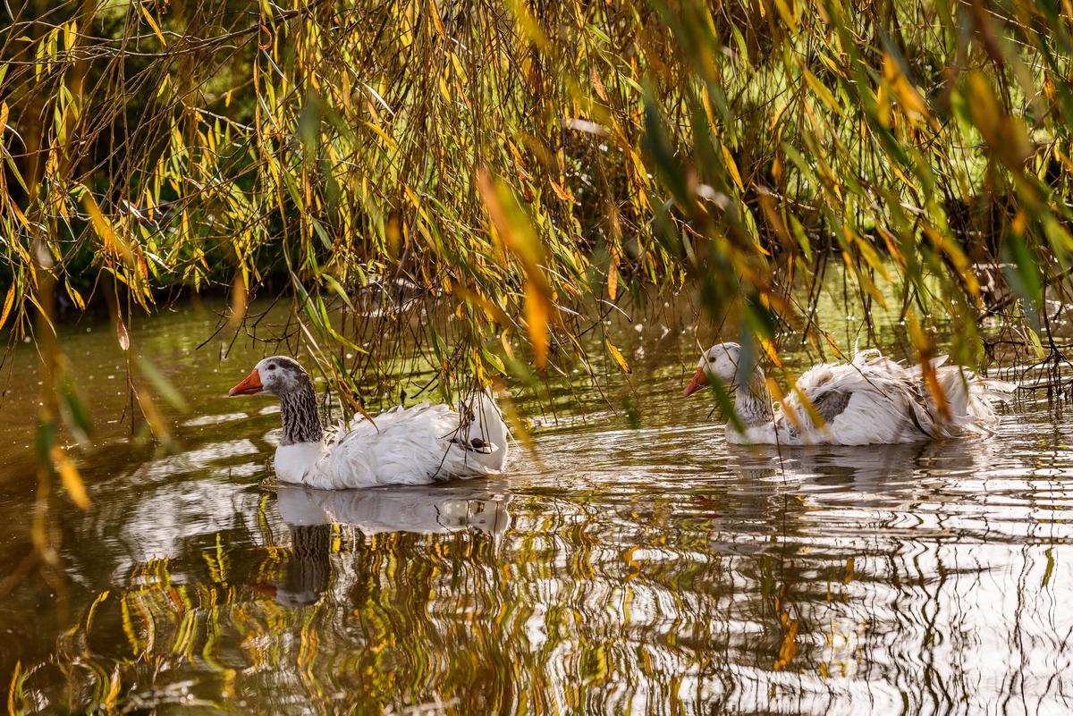 Ella Carol;Winter geese