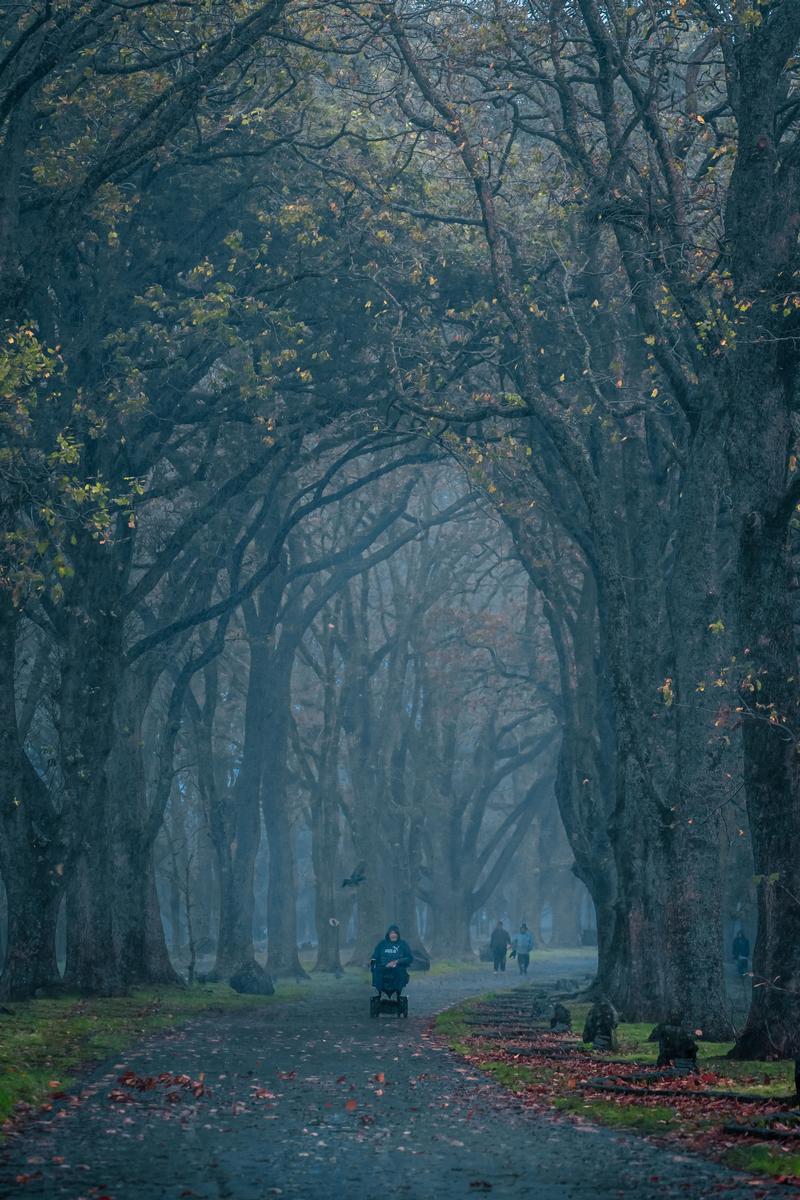 GAO TAO;Forgotten Forest