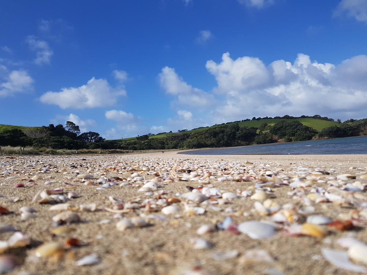 Gracie Partington;Seashell close up