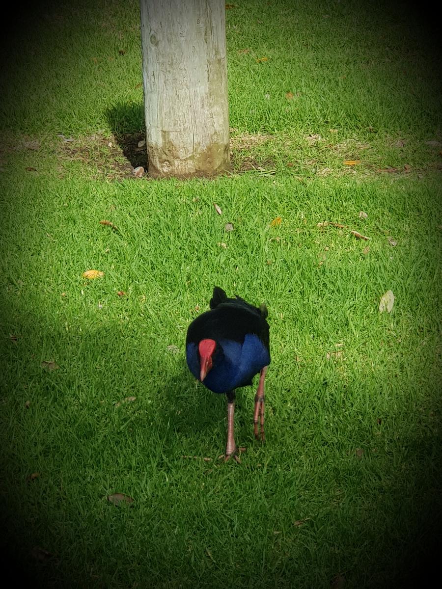 Gracie Partington;Pukekohe feathers