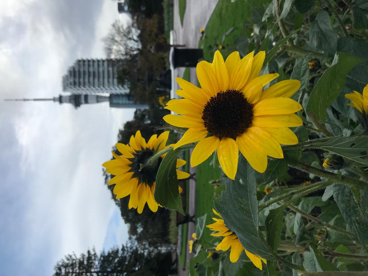 Karen Reynolds;The last of the summer sunflowers