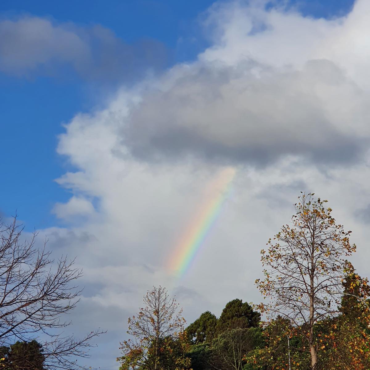 Pamela Musto;Rainbow