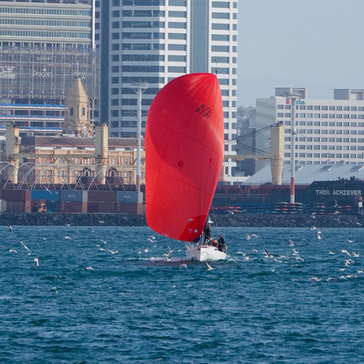 Sue Courtney;Sailing with seagulls