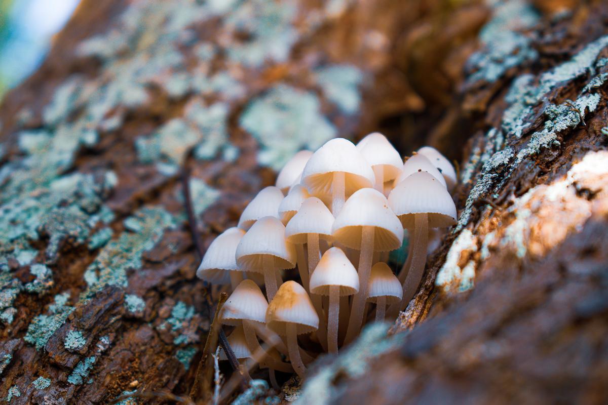 Abby Cullinan;Fairy Mushrooms;These mushrooms make me feel like there are fairies living there and the soft light makes it quite cosy as well as how it's in the nook of a tree.